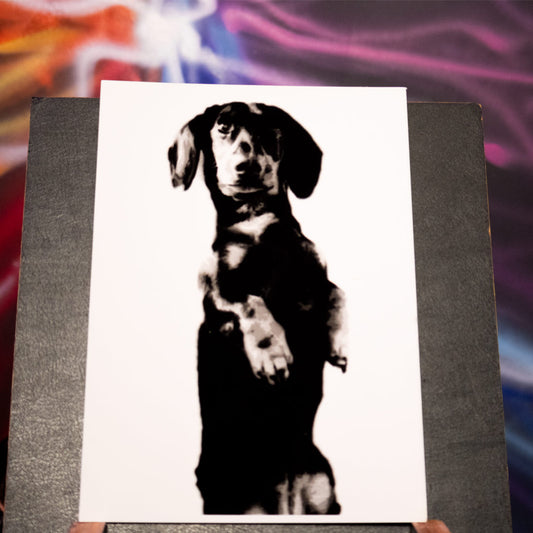 Tilly the Dachshund - A5 Print