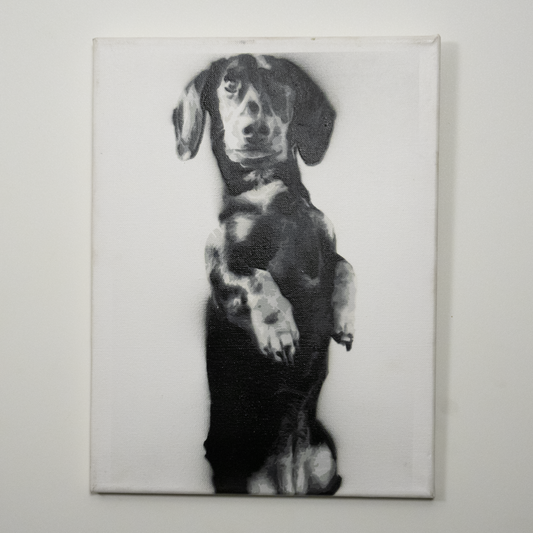 Tilly the Dachschund